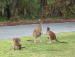 Yaaay, my first kangaroos in the wild!!!