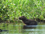 Capybara (Wasserschwein)