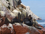 More sea lions on the islands