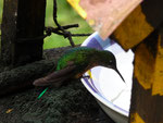 Colibri in the Parque de Cocora