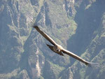 Huge condors in the Colca Canyon