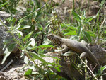 Lizard in the Colca Canyon