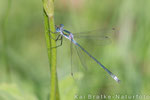 Gemeine Binsenjungfer männl. (Lestes sponsa), Juli 2014 MV/GER, Bild 3