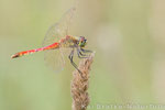 Sumpf-Heidelibelle männl. (Sympetrum depressiusculum), Aug 2014 Nds/GER, Bild 1