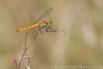 Sumpf-Heidelibelle weibl. (Sympetrum depressiusculum), Aug 2014 Nds/GER, Bild 3