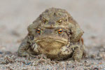 Erdkrötenpärchen (Bufo bufo), März 2014 MV/GER, Bild 3