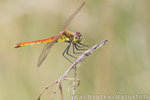 Sumpf-Heidelibelle männl. (Sympetrum depressiusculum), Aug 2014 Nds/GER, Bild 2