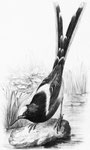 Henicurus sinensis. Il vit isolé ou par couples, au bord des ruisseaux clairs, à l'abri de buissons touffus, et fait sa nourriture de larves aquatiques. Pour dormir, il se perche sur les branches qui pendent au-dessus de l'eau.