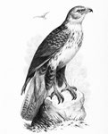 Buteo hemilasius. La Grande Buse de la Chine habite les montagnes occidentales de l'empire, la Sibérie orientale et le Japon ; l'espèce y est abondante et tous les sujets que j'ai pris offrent une taille aussi forte que celle de notre Aigle criard.