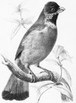 Spizixus semitorques. Ce bel oiseau vit en petites bandes, qui recherchent le voisinage des habitations. Son vol est lourd, et son chant, sans être remarquable, ne manque pas de charme ni de gaieté. Quand les baies sauvages viennent à lui manquer,..