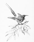 Æthopyga Dabryi. Le Sucrier Dabry a les mouvements très vifs ; son chant, fort singulier, consiste en un trille sans fin qui commence sur une note très élevée et descend achromatiquement. Cet oiseau est d'un naturel sauvage...