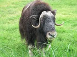Ox