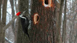 Woodpecker