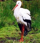 Stork