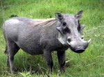 Warthog