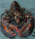 Lobster
