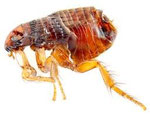 Flea