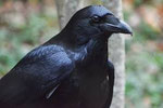 Raven