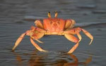 Crab
