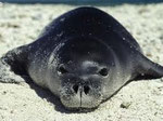 Seal
