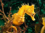Sea Horse