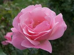 Blooming