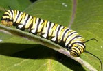 Catterpillar