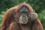 Orangutang