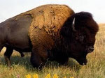 Bison