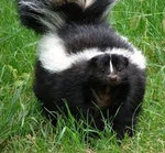 Skunk