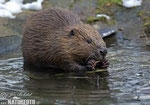 Beaver