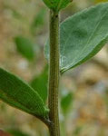 Stem