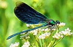 Dragon Fly