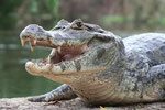 Crocodile