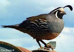 Quail