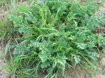 Weeds