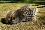 Porcupine