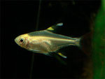 X Ray Fish