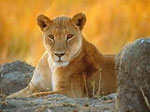 Lioness