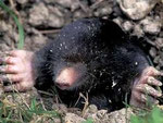 Mole