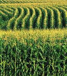 Crops