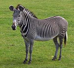 Zebra