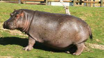 Hippopotamus