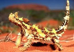 Thorny Devil Lizard