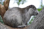 Hutia