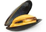 Mussel