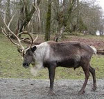 Reindeer