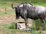 Wildebeest