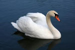 Swan