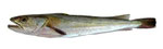 Hake